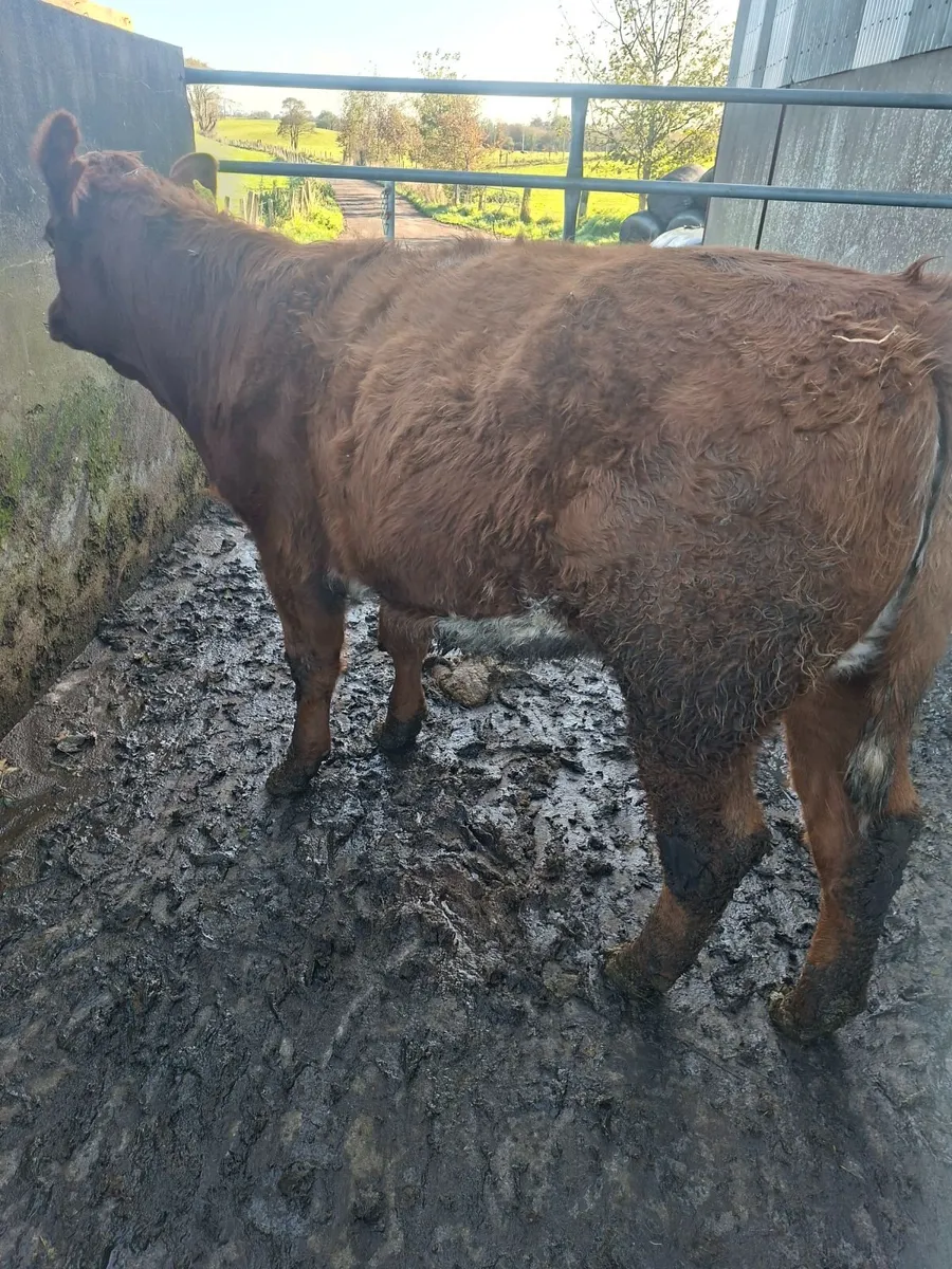 Shorthorn Breeding heifers - Image 3