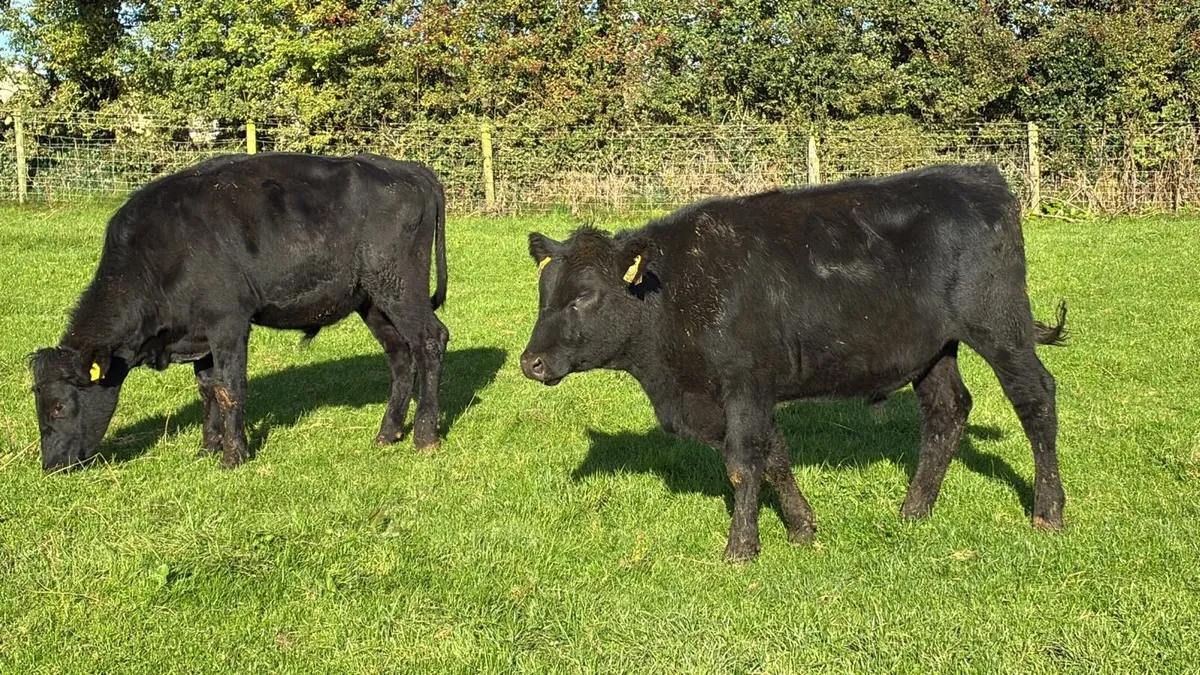 16 super 380 kg Angus store bullocks - Image 4