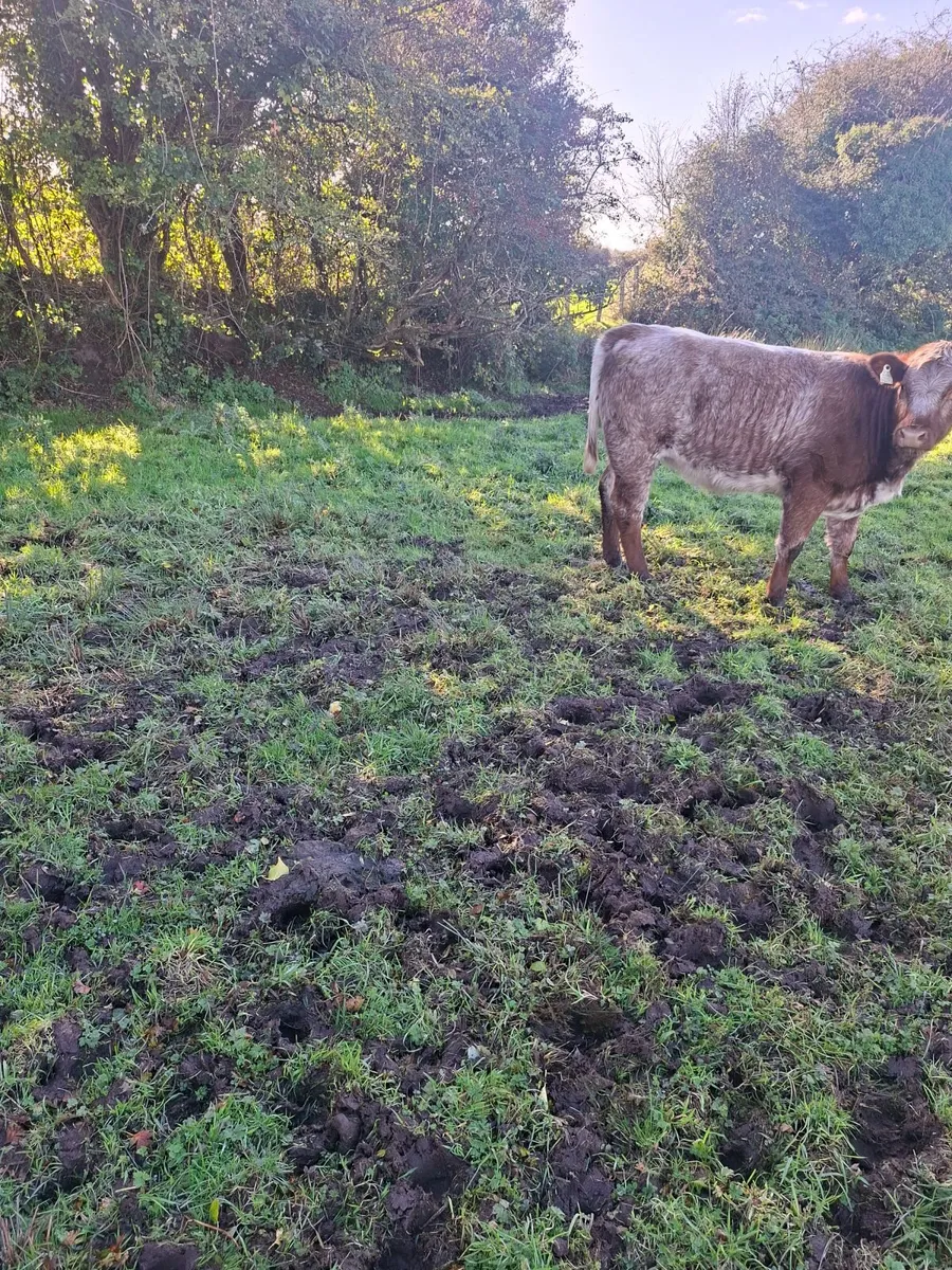 Shorthorn Breeding heifers - Image 2