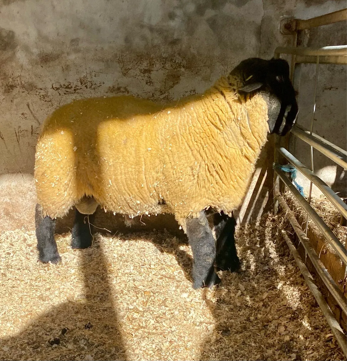Suffolk Ram Lambs - Image 2
