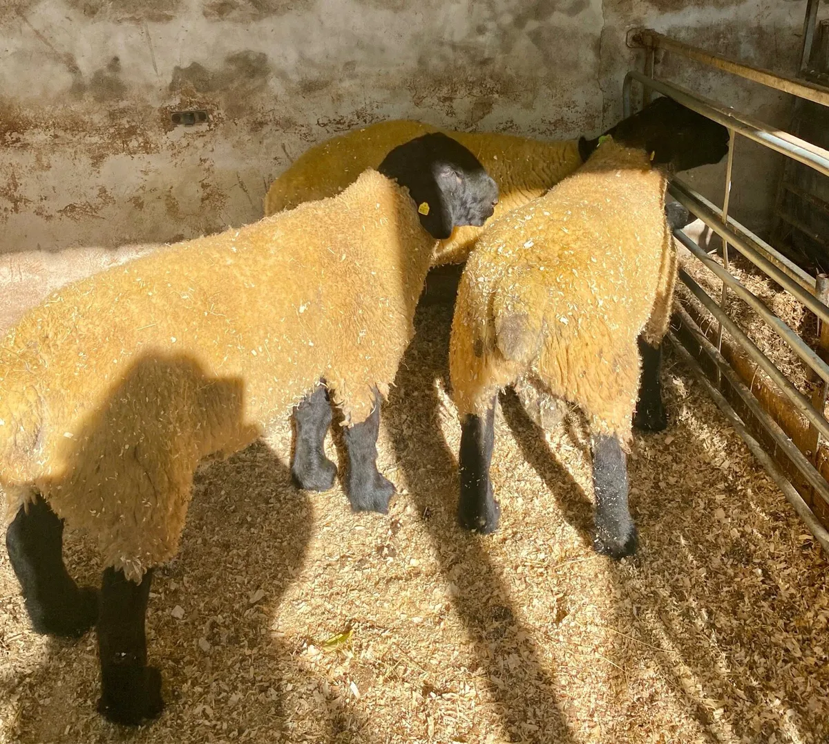Suffolk Ram Lambs - Image 3