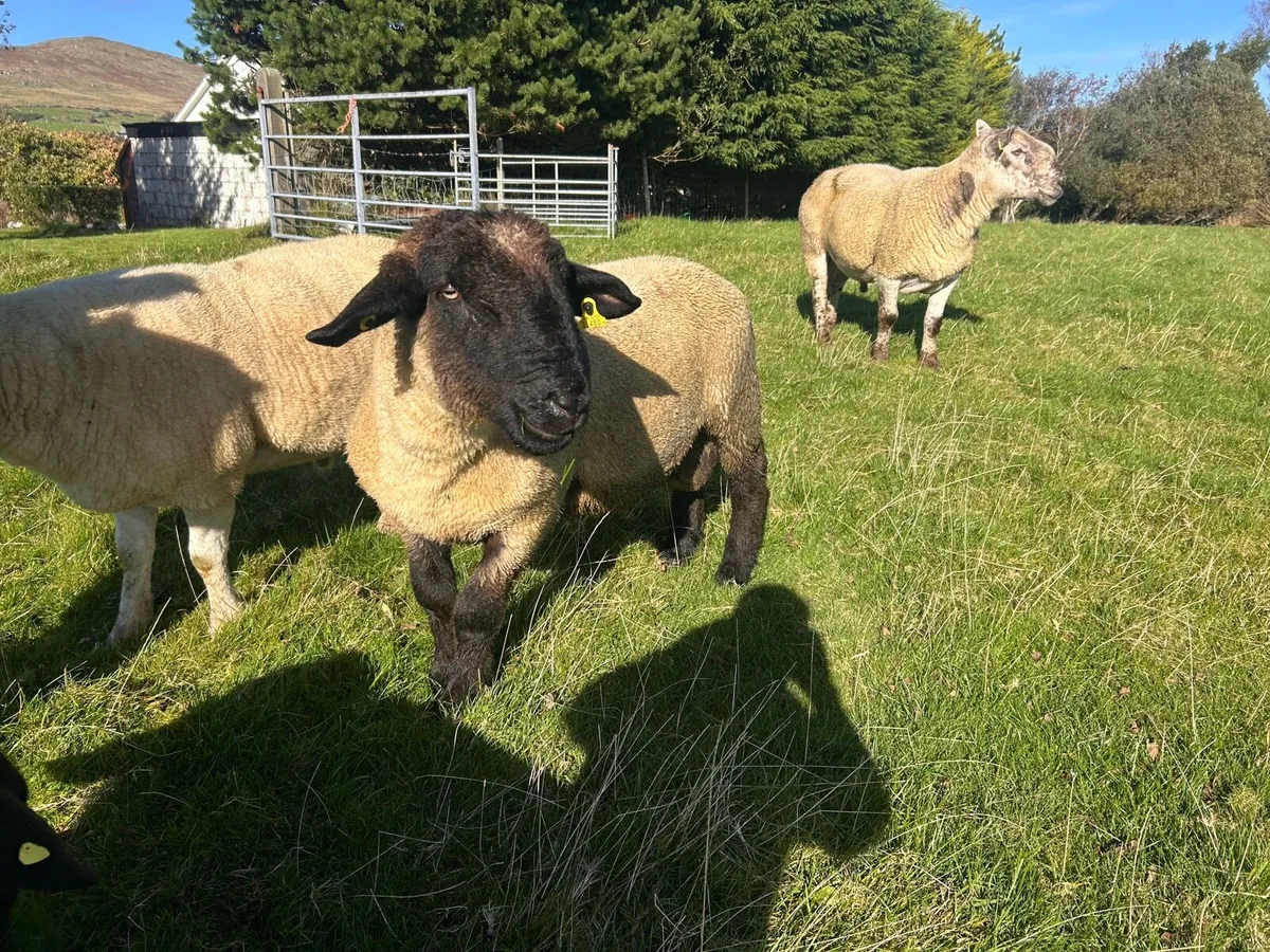 Suffolk Ram, - Image 3