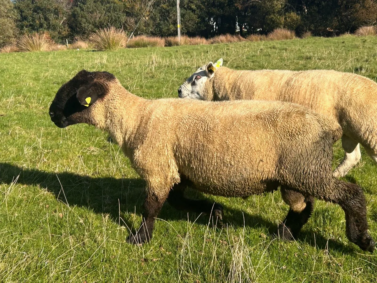 Suffolk Ram, - Image 1