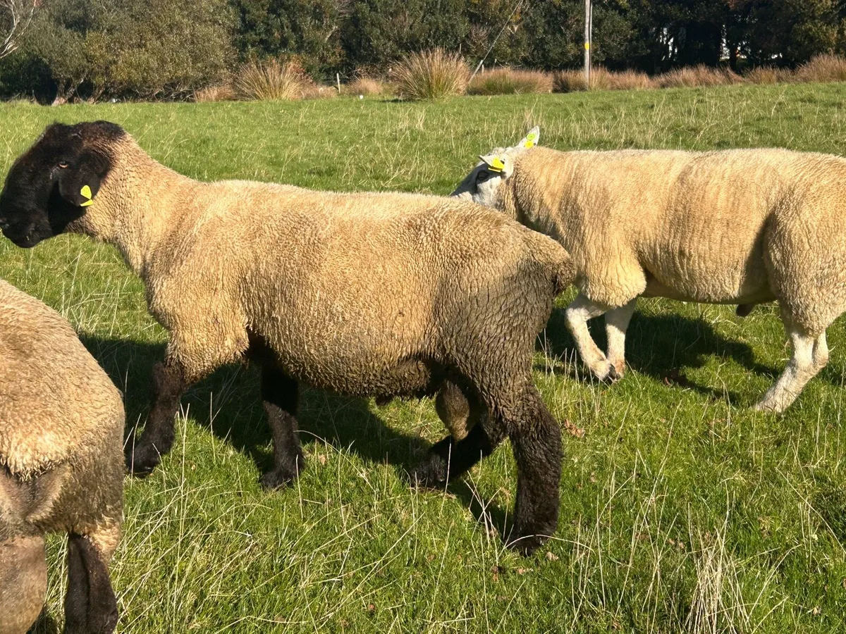 Suffolk Ram, - Image 2