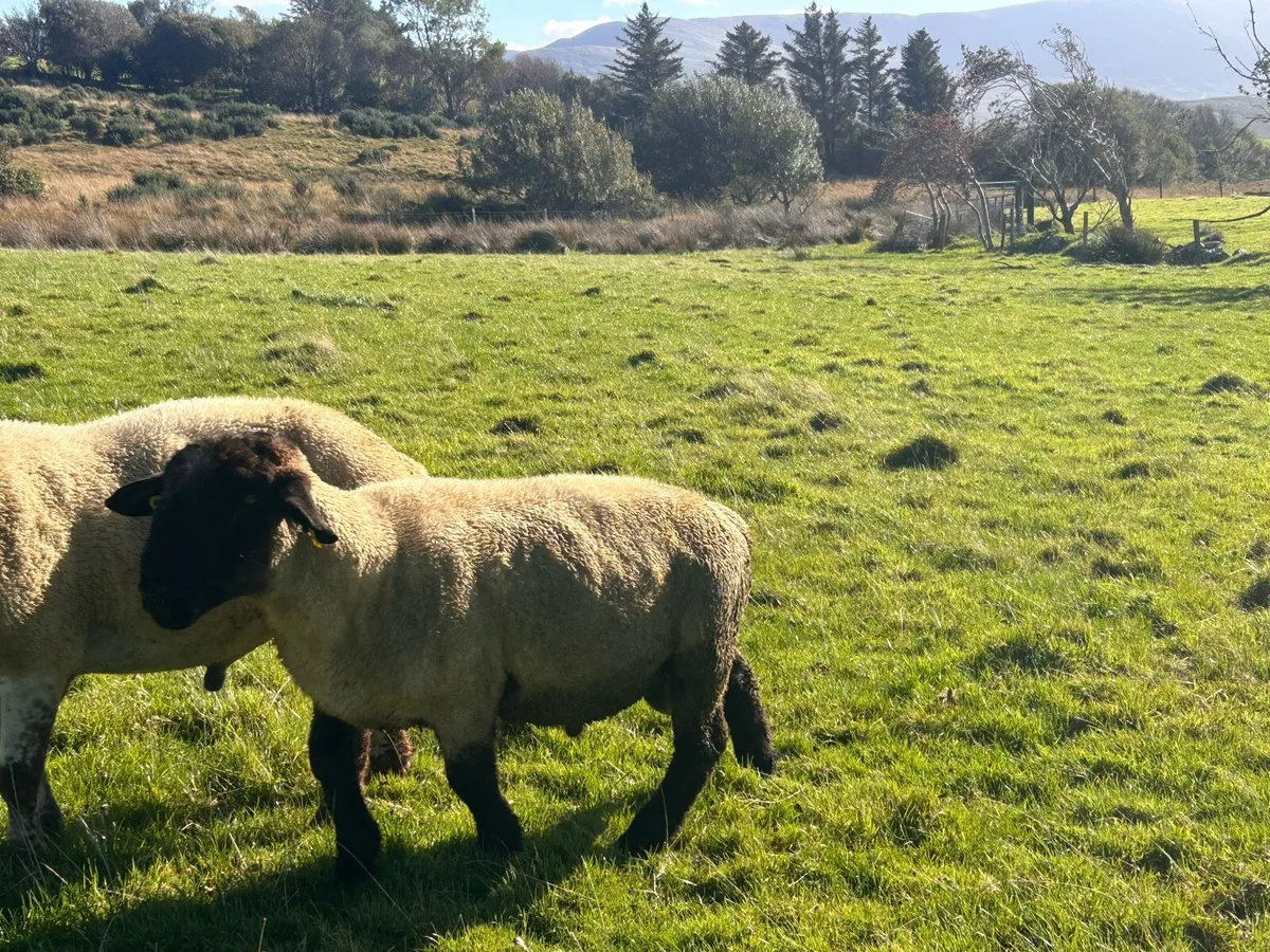 Suffolk Ram, - Image 4