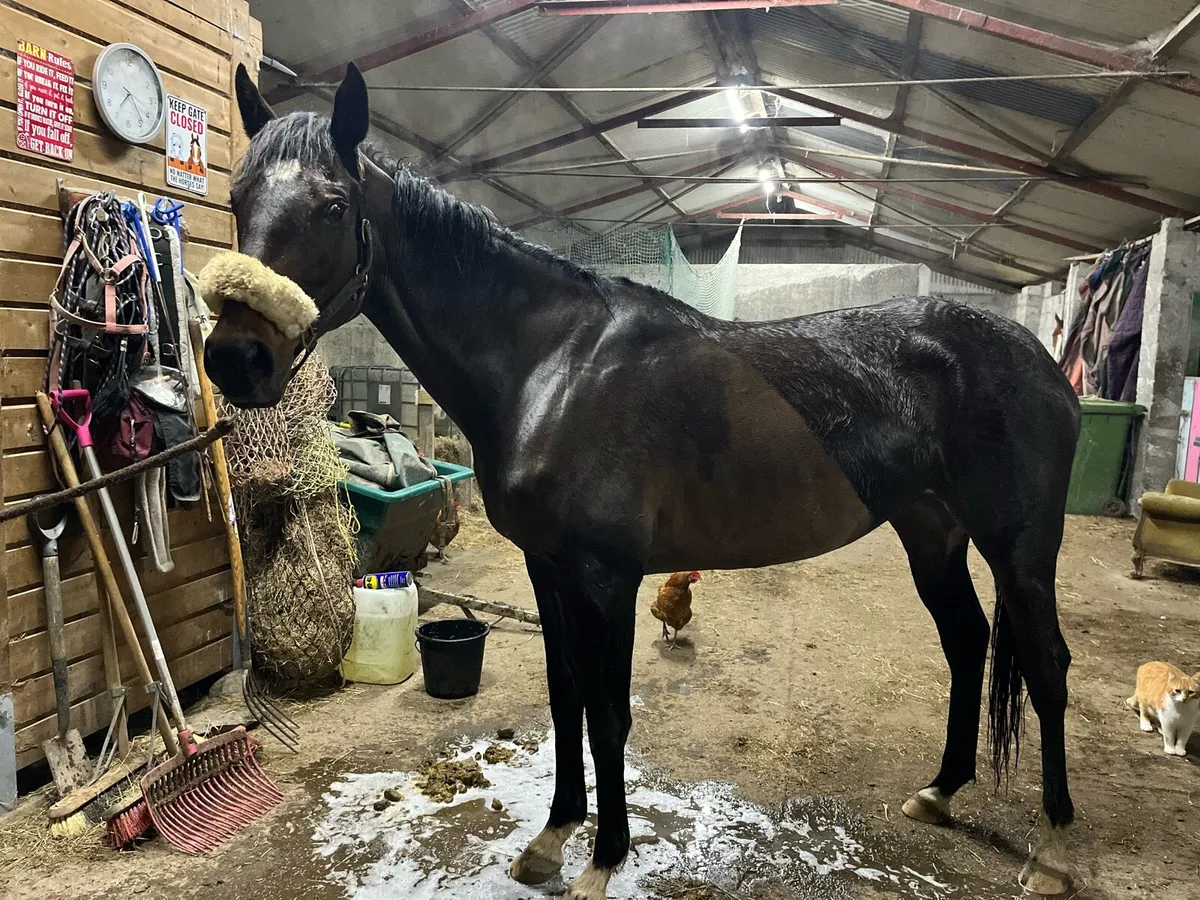 15.2 TB Mare - Image 4