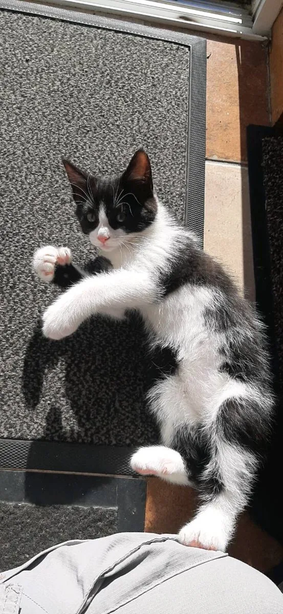 Kitten For Sale, 1 Left - Image 3