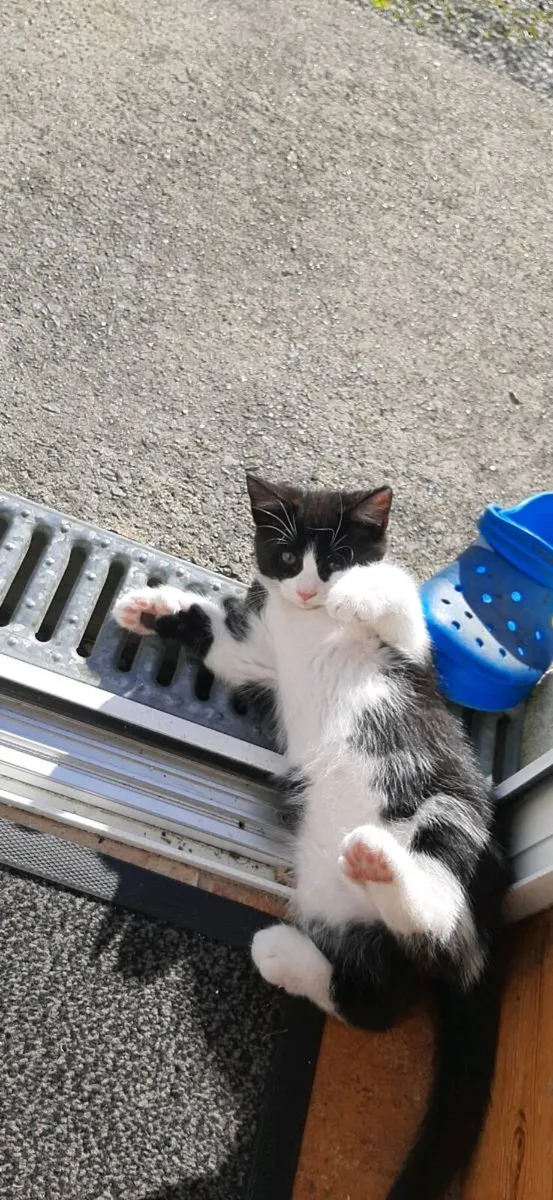 Kitten For Sale, 1 Left - Image 4