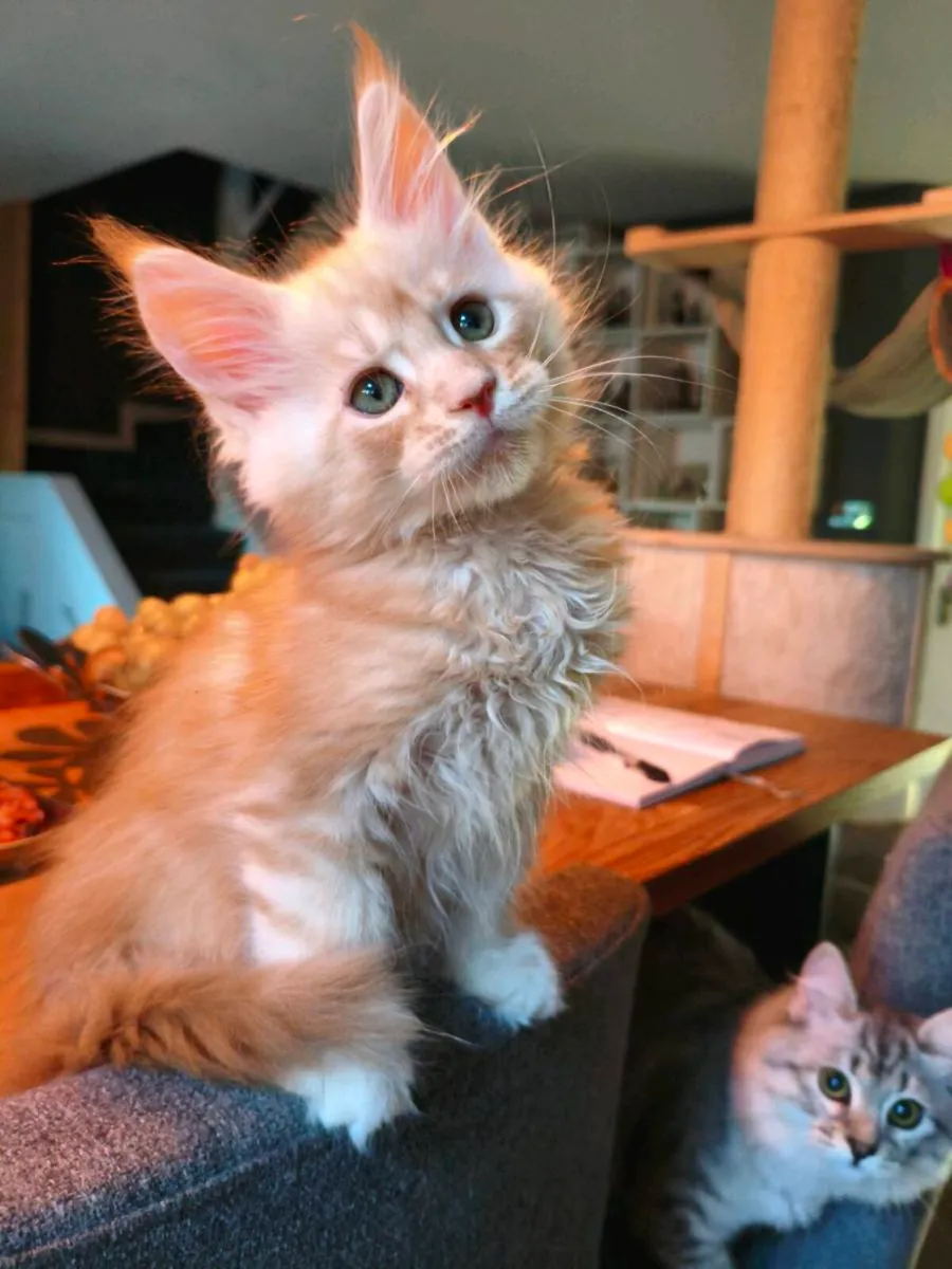 TICA registered Maine coon kittens - Image 2