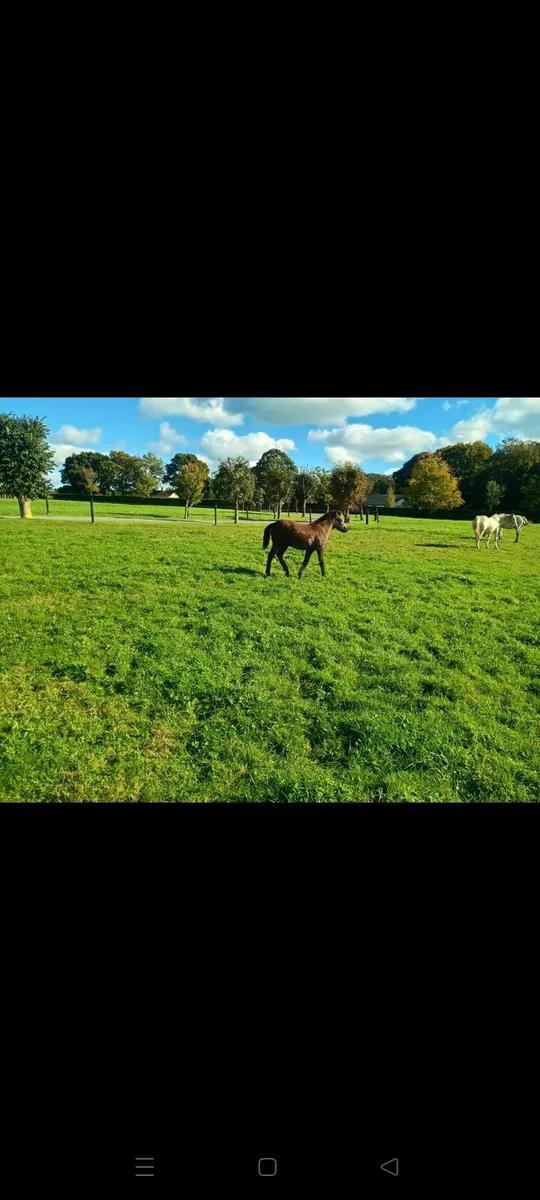 Connemara colt foal for sale - Image 1