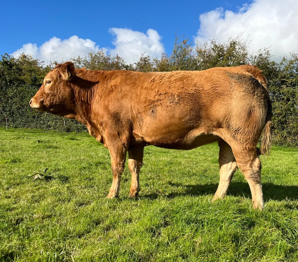 Pedigree Limousin in calf heifers - Image 1