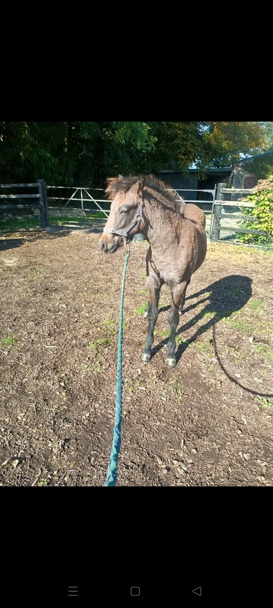 Connemara colt foal for sale - Image 4
