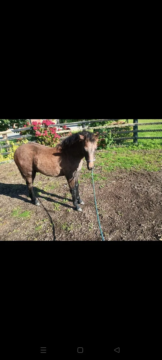 Connemara colt foal for sale - Image 2