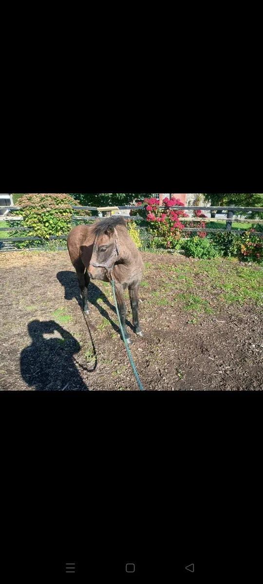 Connemara colt foal for sale - Image 3