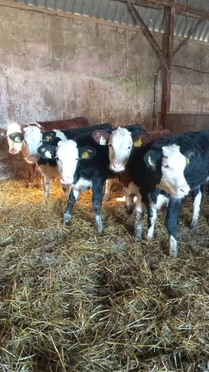 5 hereford heifers - Image 2