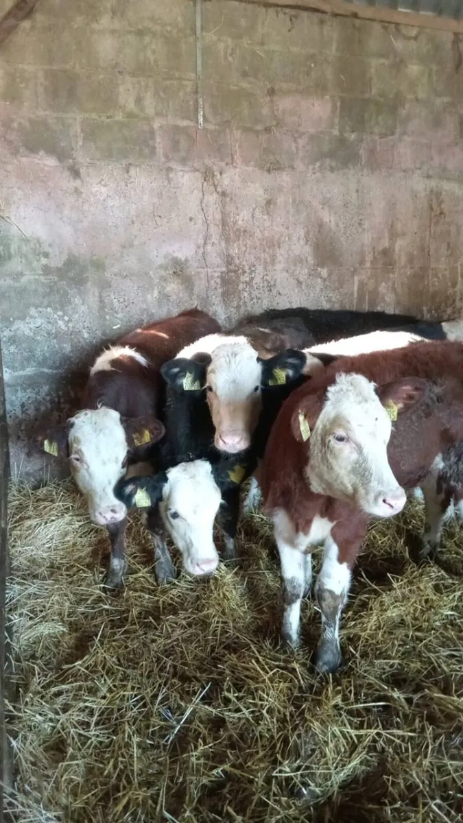 5 hereford heifers - Image 1