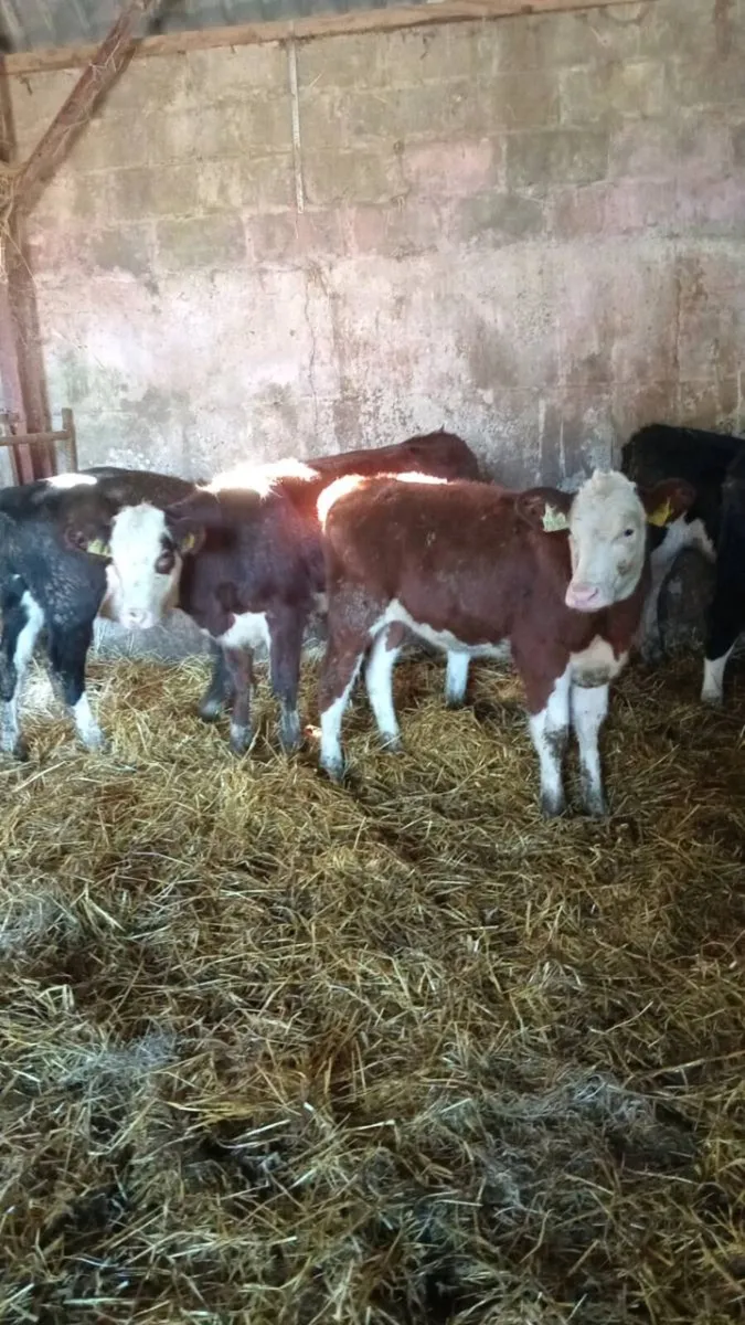 5 hereford heifers - Image 4