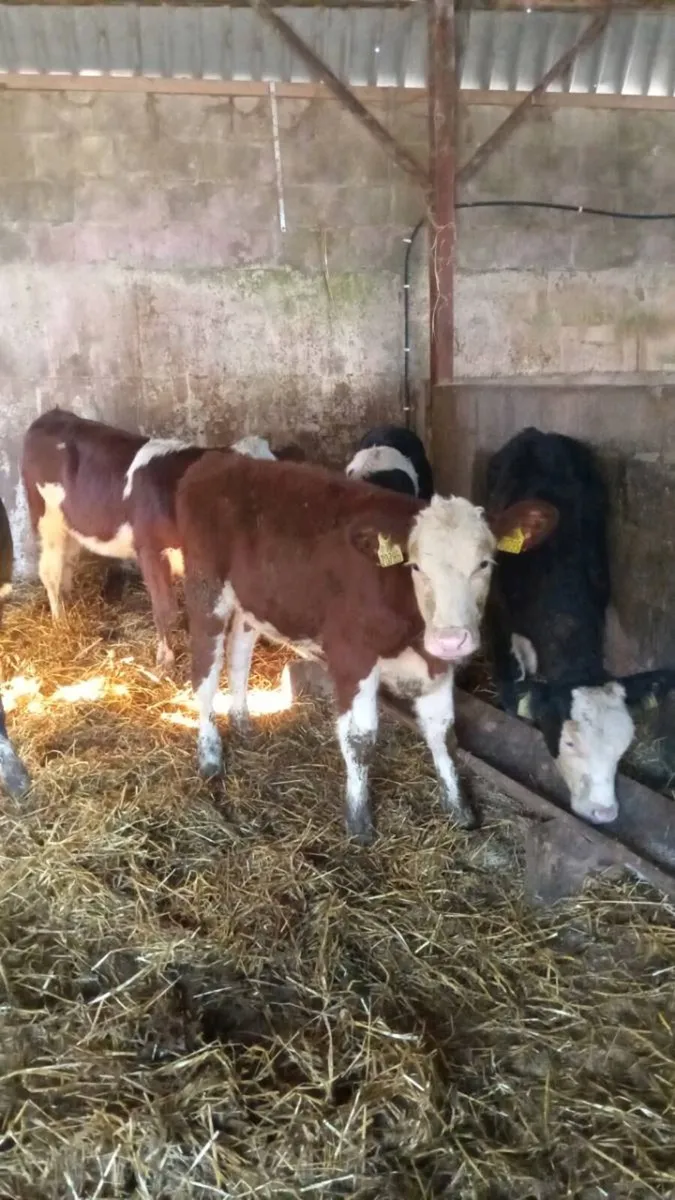 5 hereford heifers - Image 3