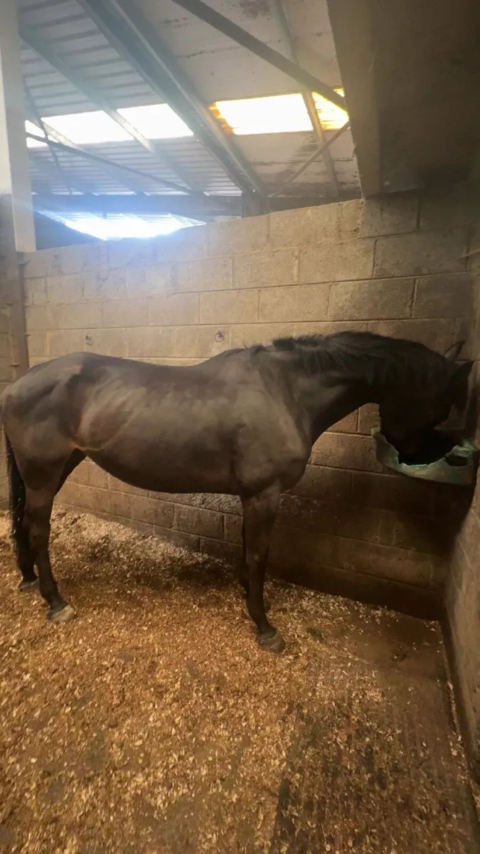 6yo ish mare - Image 1