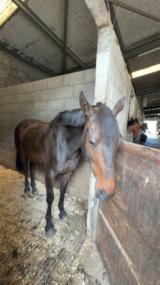 6yo ish mare - Image 2