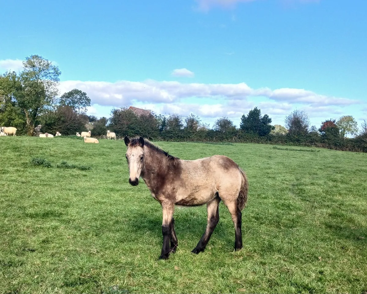 Golden dun filly foal - Image 1
