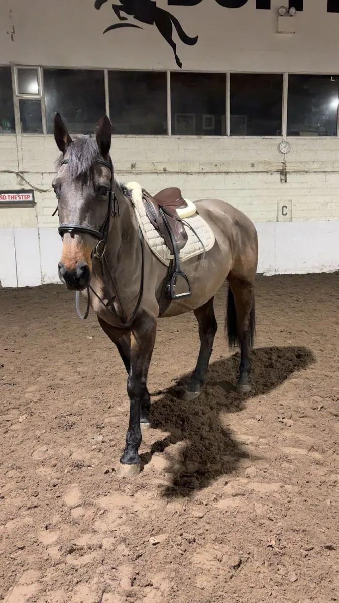 6yo ish mare - Image 4
