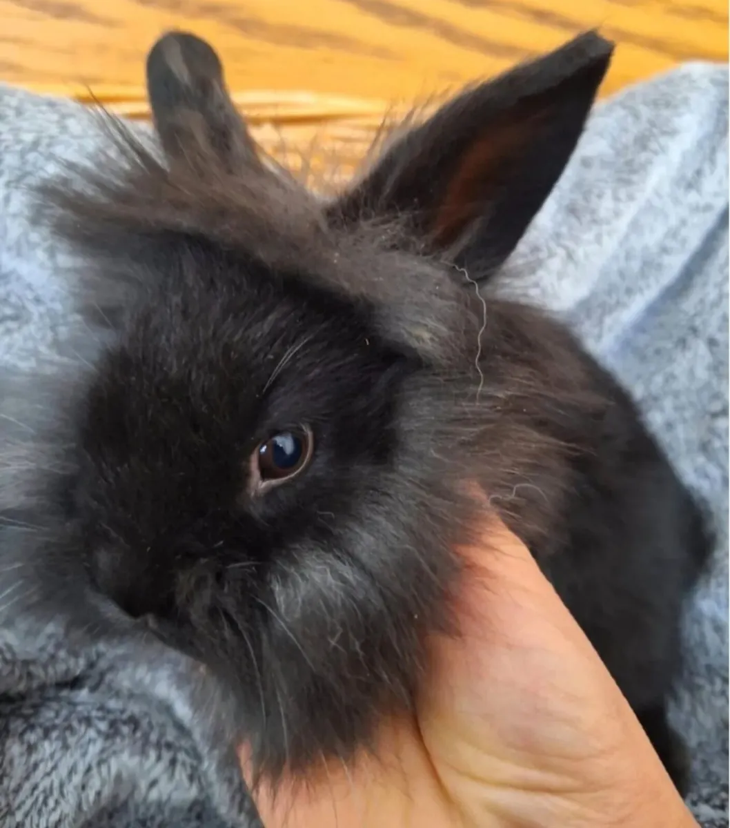 lionhead rabbit