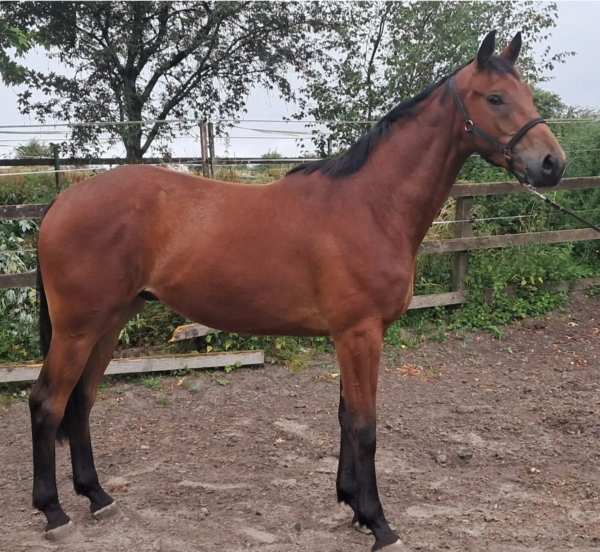 Top quality middle weight or event horse - Image 1
