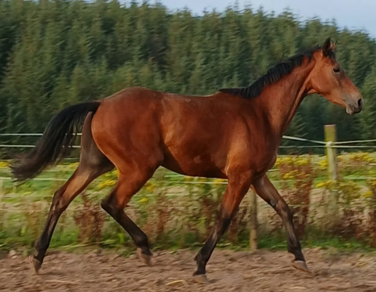 Top quality middle weight or event horse - Image 2