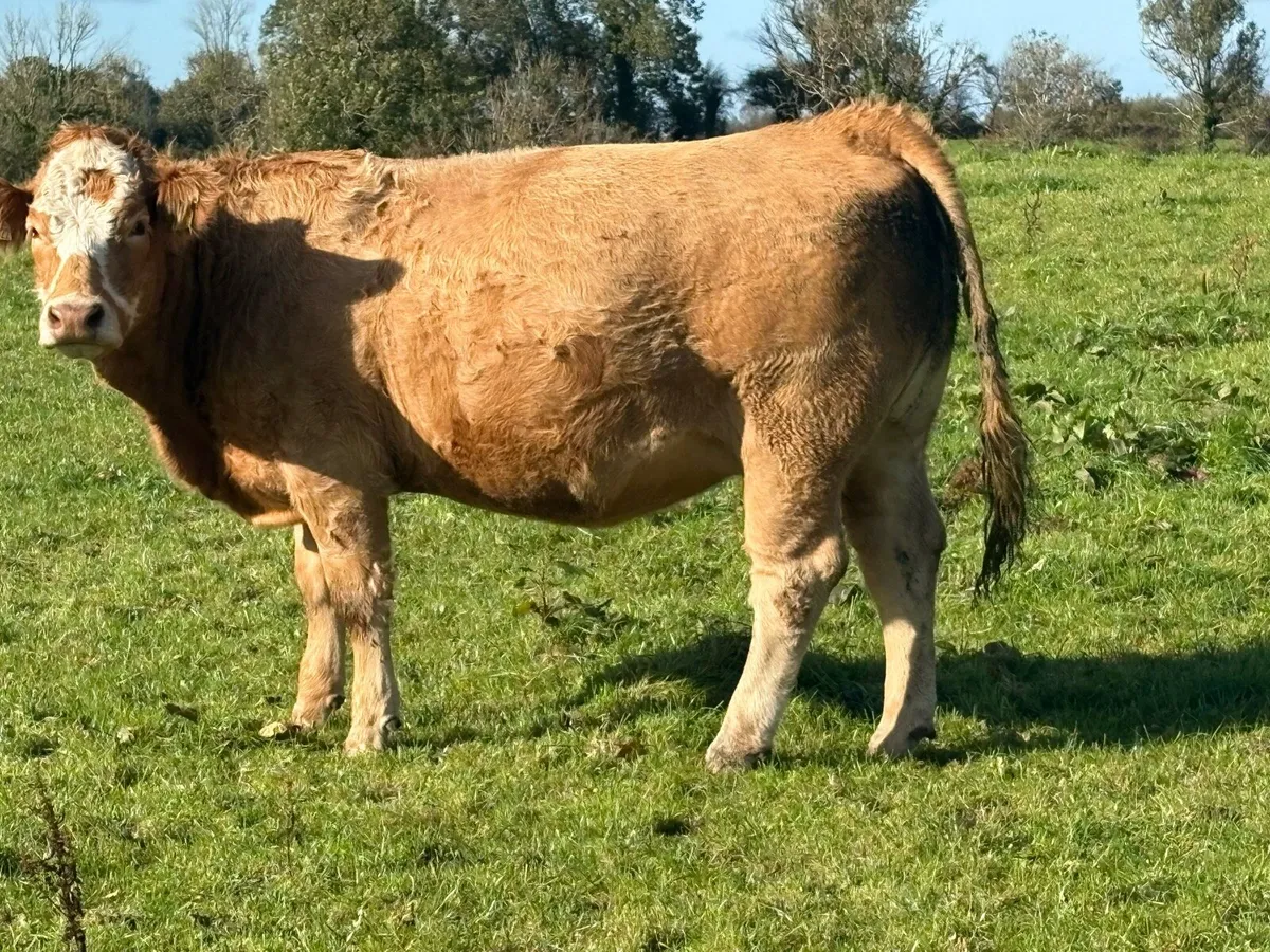 Springers lot 403-413 Castlerea 22nd Oct - Image 3