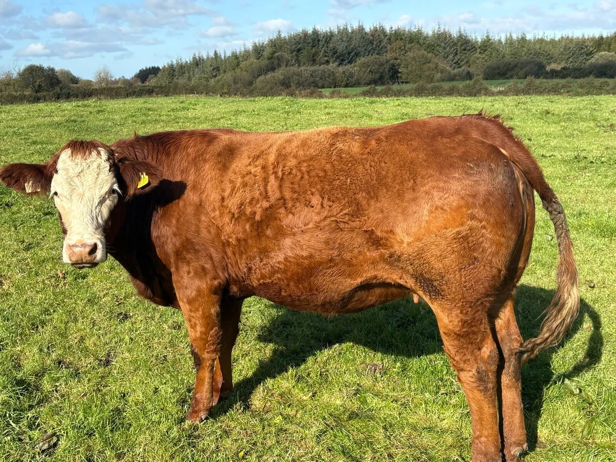 Springers lot 403-413 Castlerea 22nd Oct - Image 4