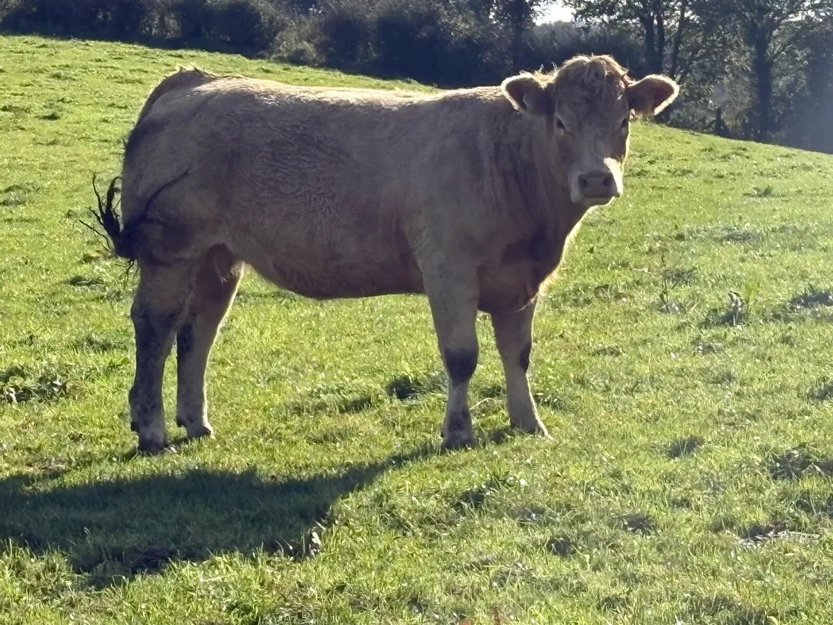 Springers lot 403-413 Castlerea 22nd Oct - Image 2