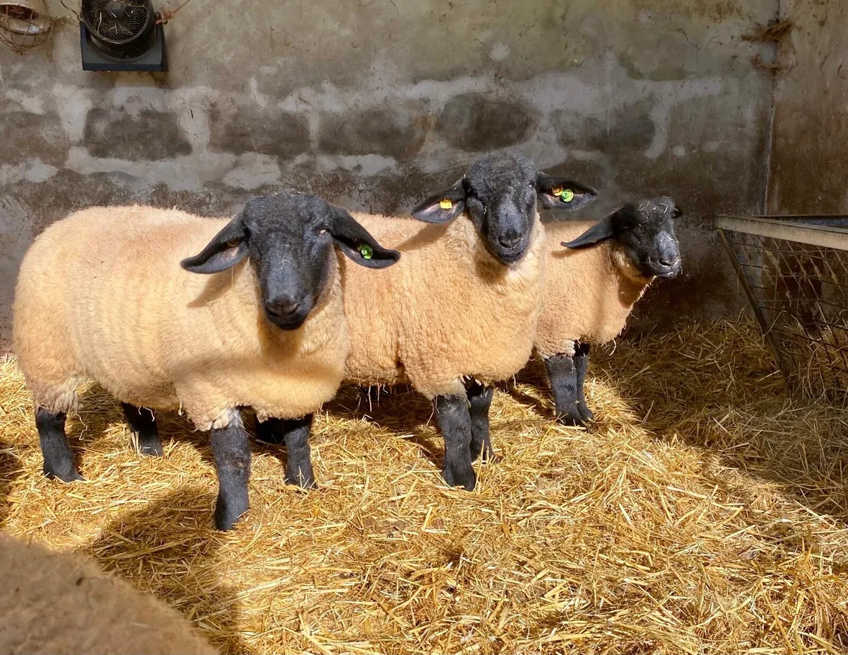 PBR Suffolk Ewe Lambs - Phonecalls only - Image 2