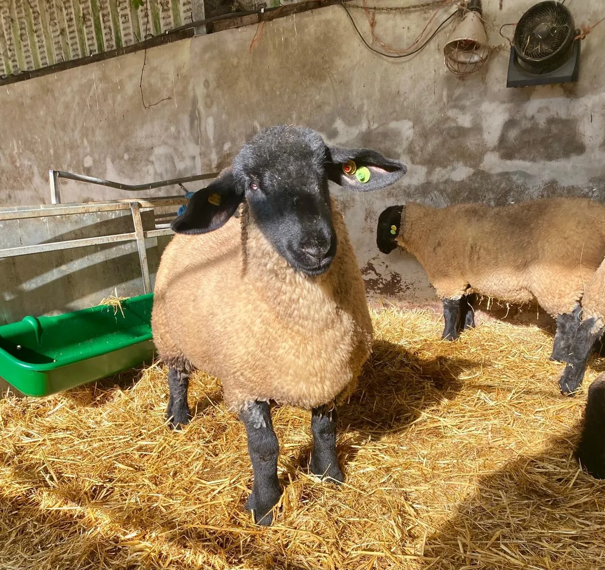 PBR Suffolk Ewe Lambs - Phonecalls only - Image 4