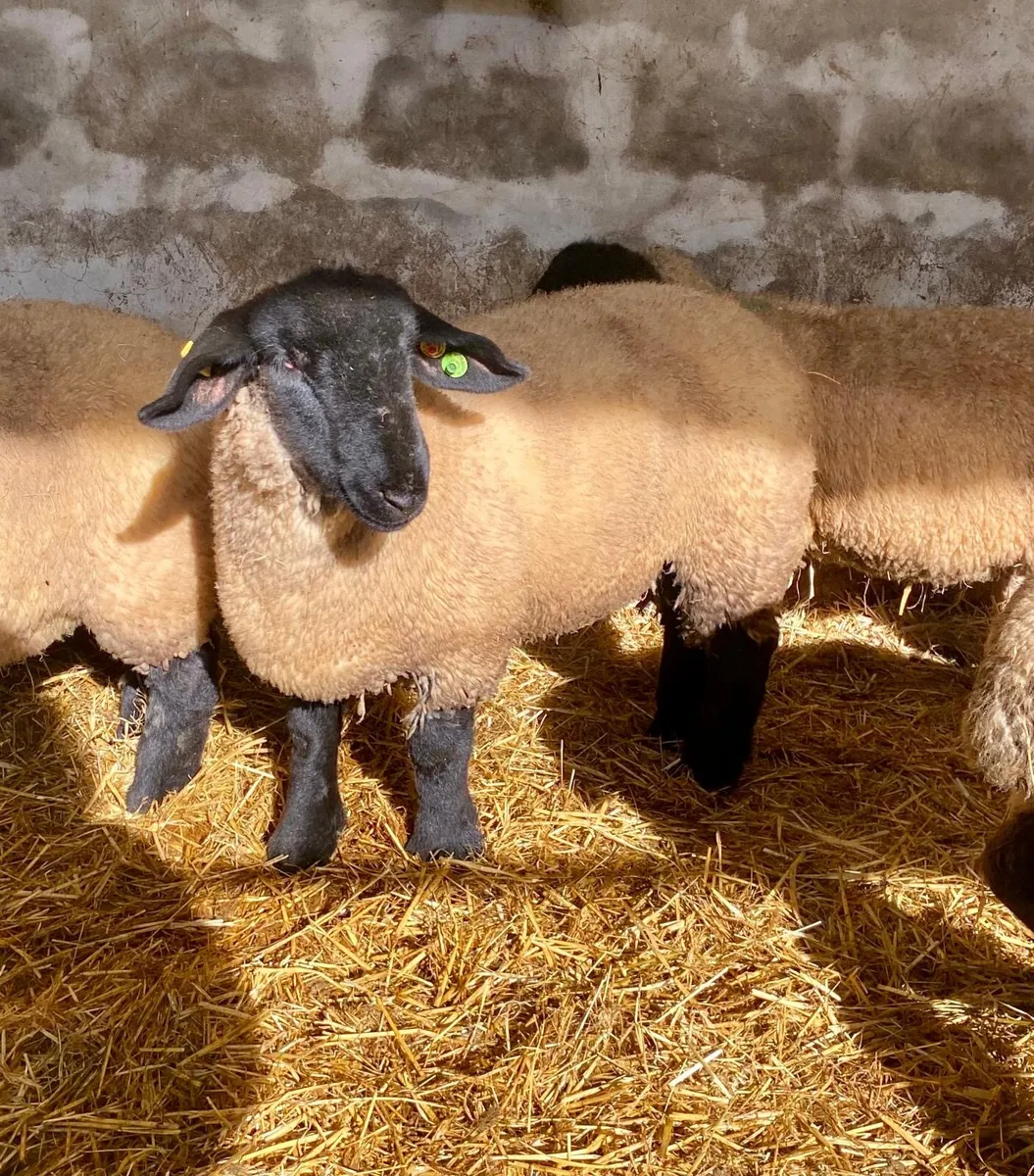 PBR Suffolk Ewe Lambs - Phonecalls only - Image 3