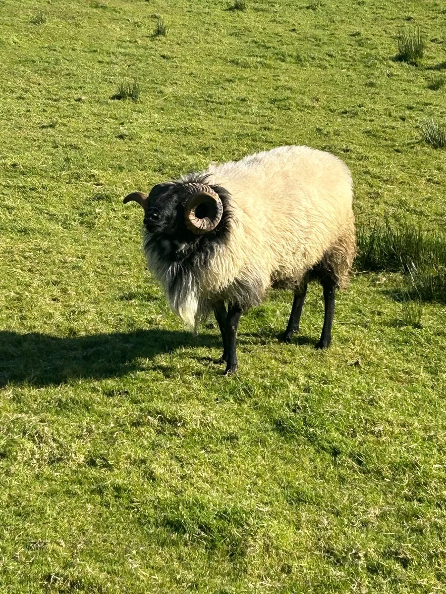 Blackface hogget rams - Image 3