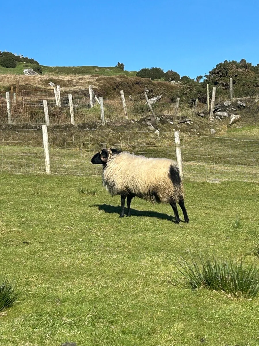 Blackface hogget rams - Image 4