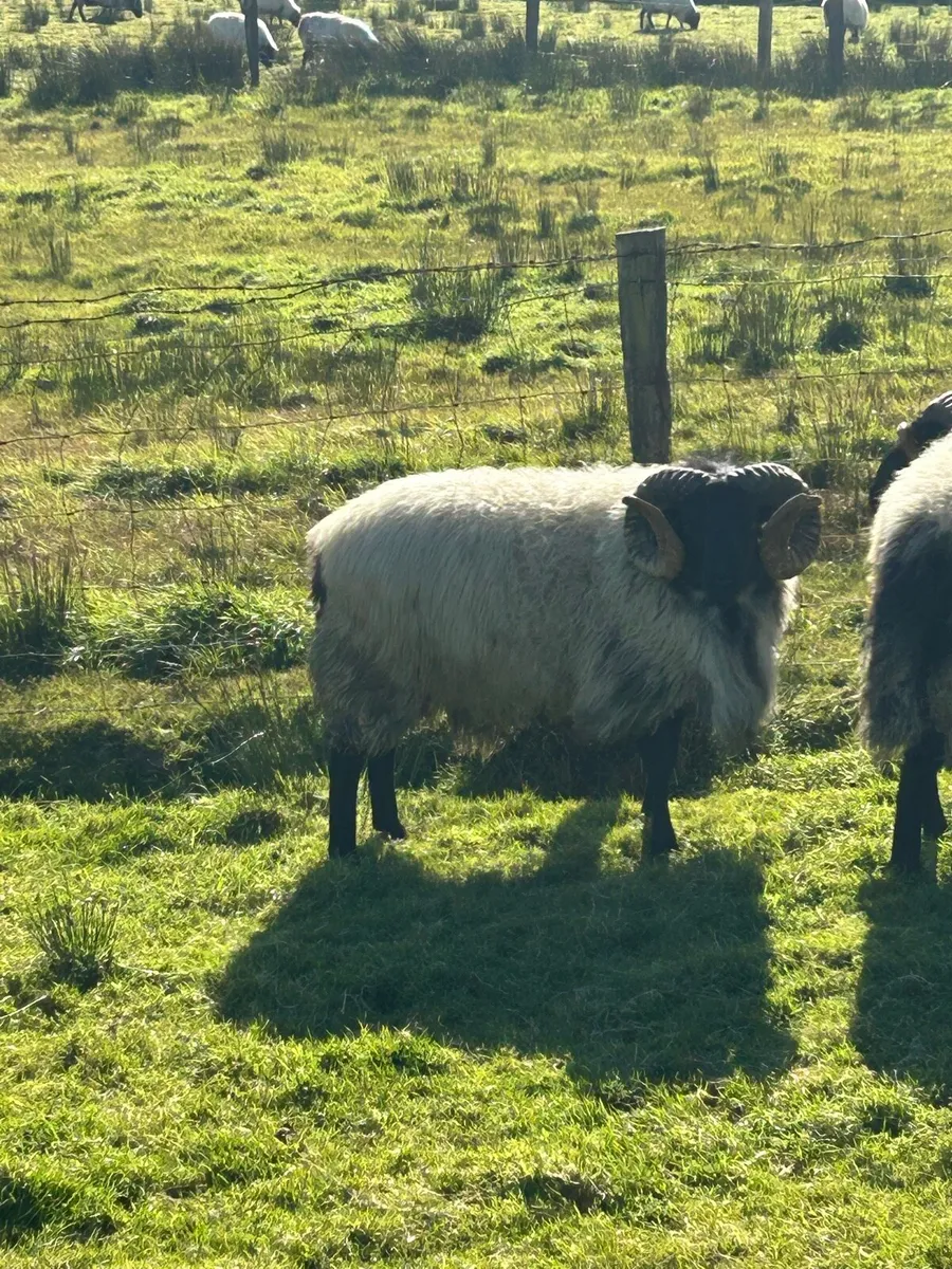 Blackface hogget ram - Image 4
