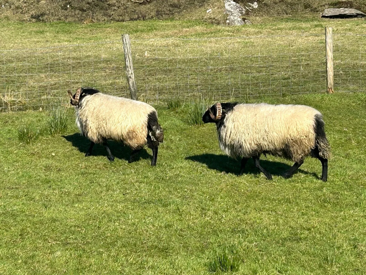 Blackface hogget rams - Image 1