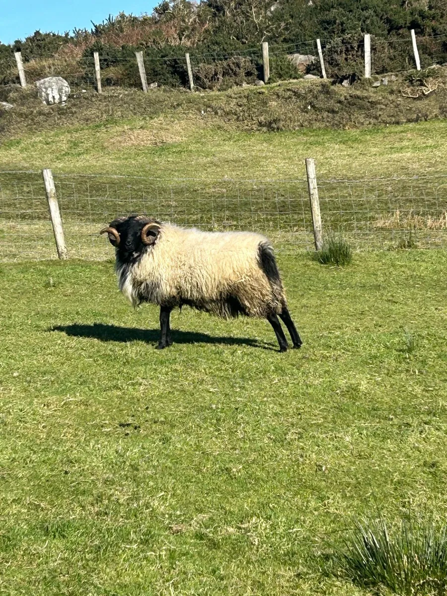 Blackface hogget rams - Image 2