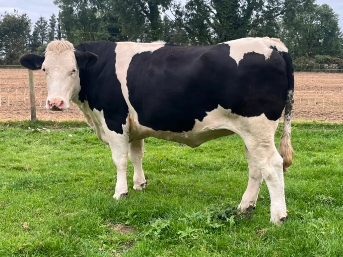 5 Star Genotyped Incalf Simmental Heifers - Image 2