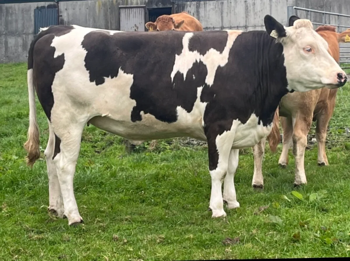 5 Star Genotyped Incalf Simmental Heifers - Image 3