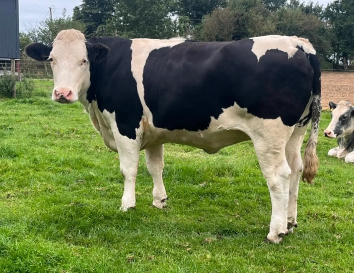 5 Star Genotyped Incalf Simmental Heifers - Image 1