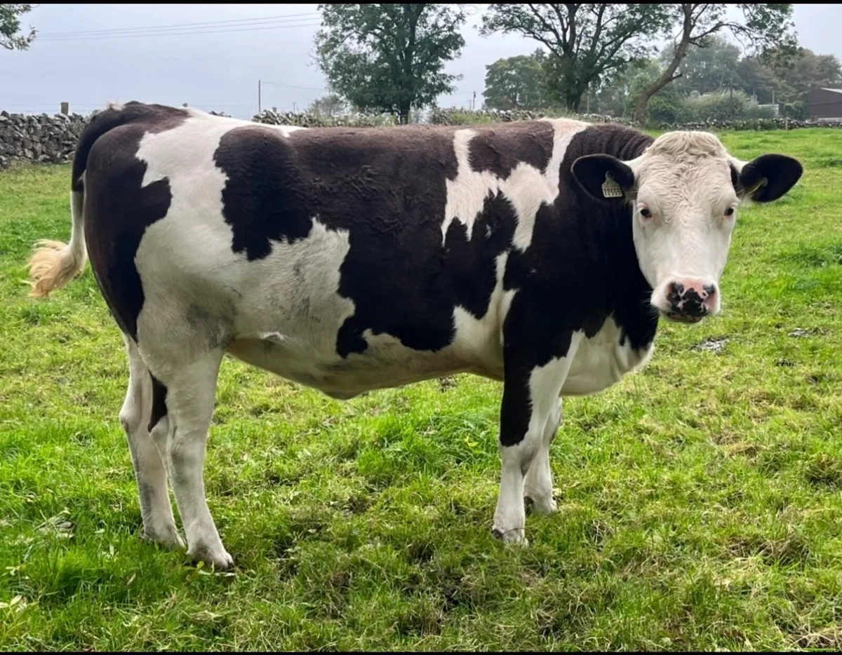 5 Star Genotyped Incalf Simmental Heifers - Image 4