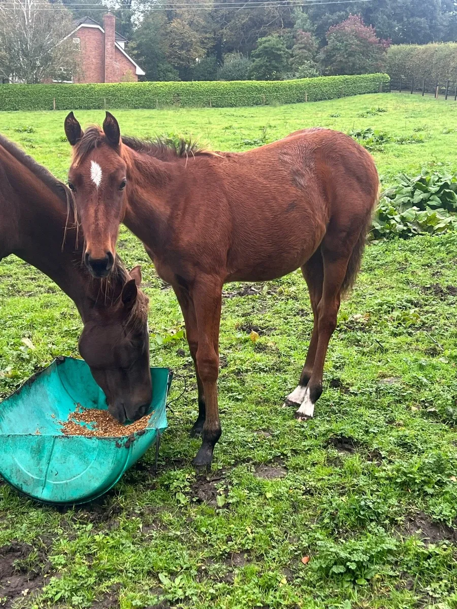 Saintgodrel filly foal - Image 2
