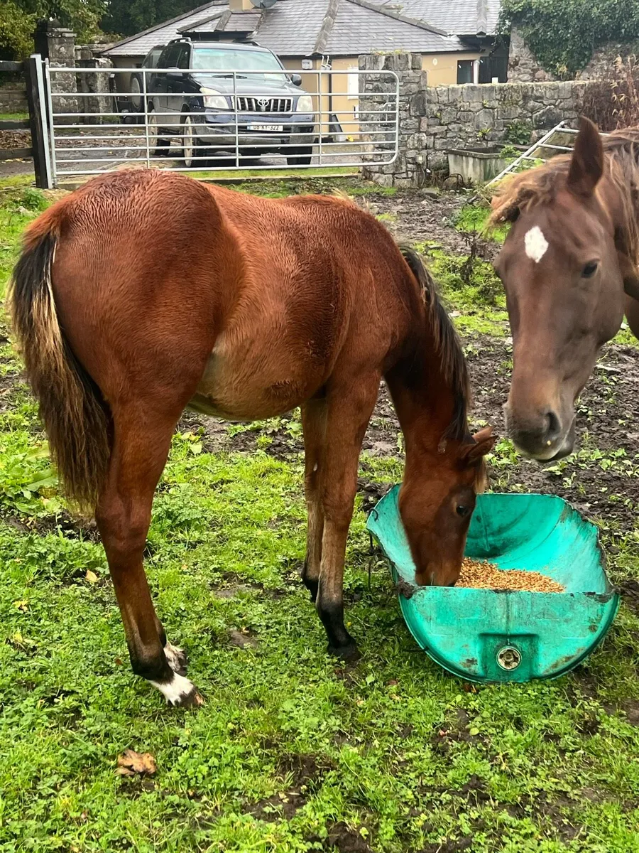 Saintgodrel filly foal - Image 3