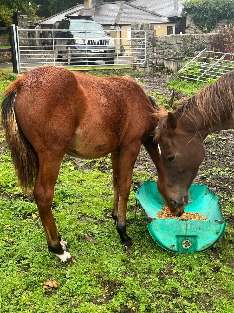 Saintgodrel filly foal - Image 4