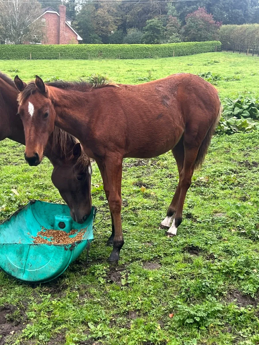 Saintgodrel filly foal - Image 1