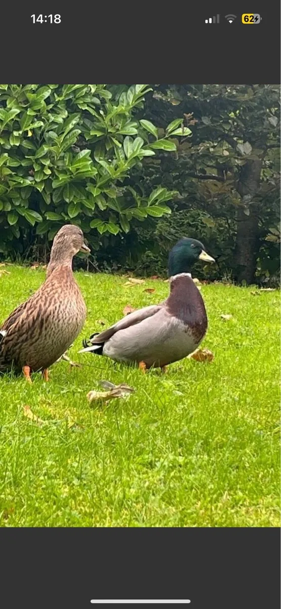 Call ducks - Image 2