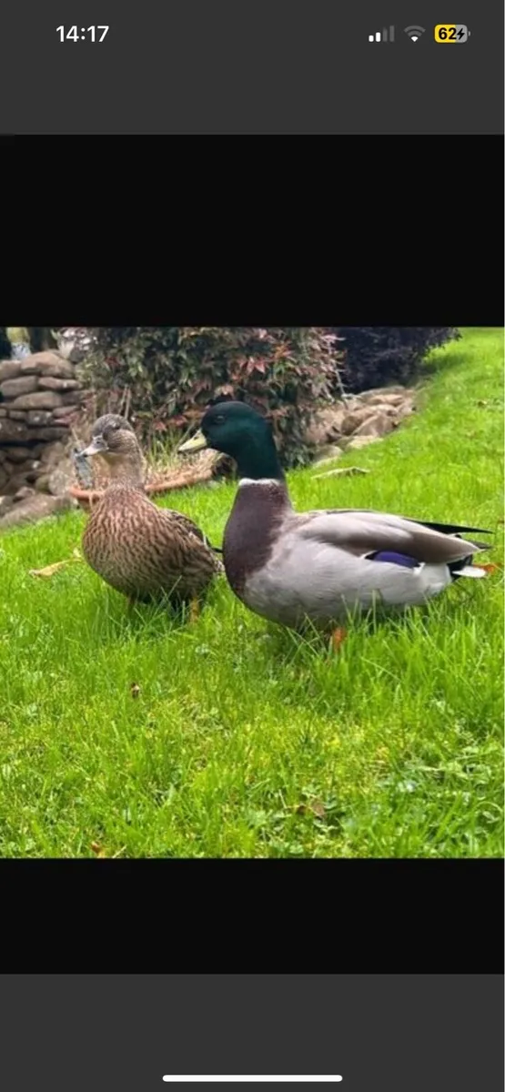 Call ducks - Image 1